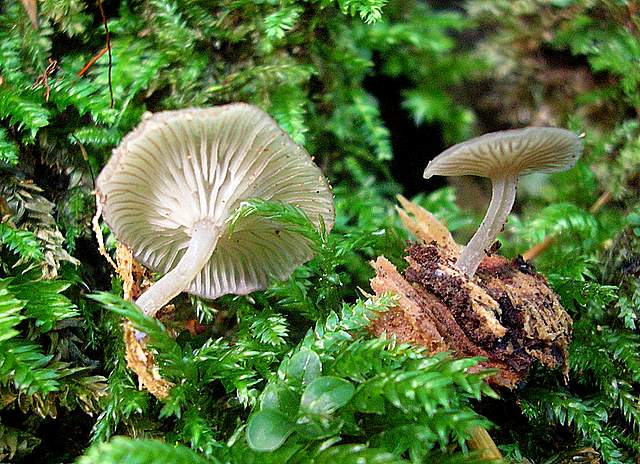 La Flora fungina negli aspetti microclimatici subtropicali